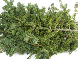 Picture of Concolor Fir Bale