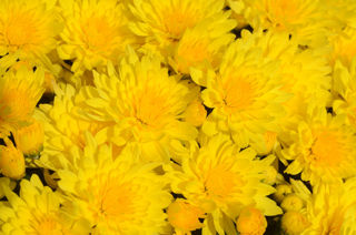 Picture of Mum Yellow