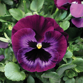 Picture of Pansy Colossus Neon Violet