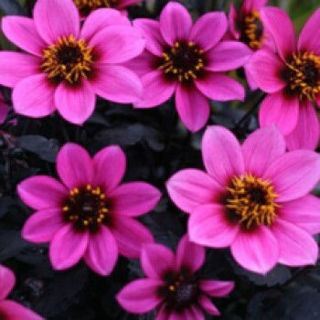 Picture of Dahlia Happy Days Purple Improved