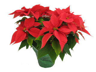Picture of Poinsettia Red 2 Branch 