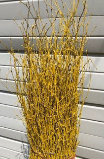Picture of Birch Large Painted Yellow 36"-48" 