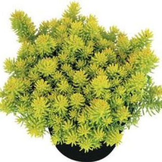 Picture of Sedum Yellow Bouquet