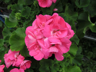 Picture of Geranium Americana Pink 