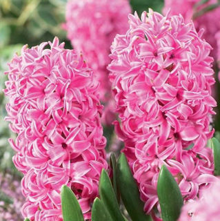 Picture of Hyacinth Pink 4 Bulbs/Pot