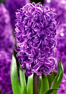 Picture of Hyacinth Purple 4 Bulbs/Pot