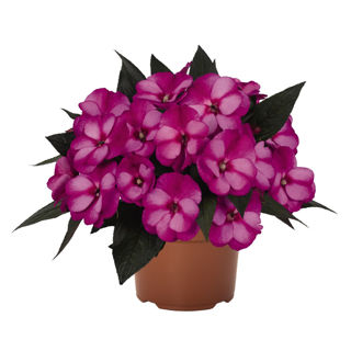 Picture of Impatiens NG Petticoat Purple Star