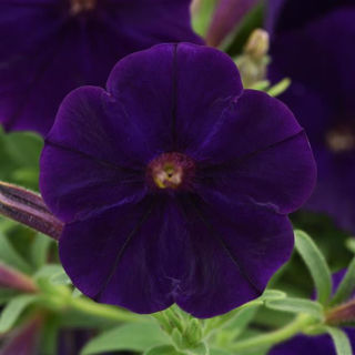 Picture of Petunia Cannonball Blue