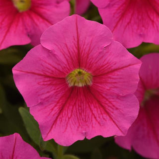 Picture of Petunia Cannonball Pink