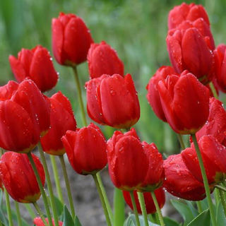 Picture of Tulip Red