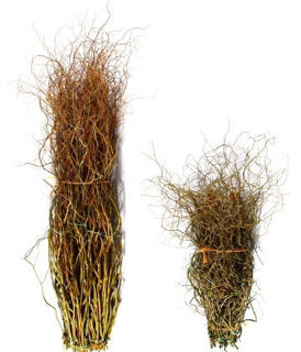 Picture of Curly Willow Medium Green 48"-60"