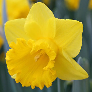 Picture of Daffodil Yellow
