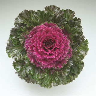 Picture of Kale Crystal Red