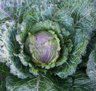 Picture of Cabbage Deadon