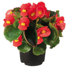 Picture of Begonia Super Olympia Red