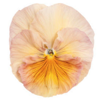 Picture of Pansy Inspire Peach Shades
