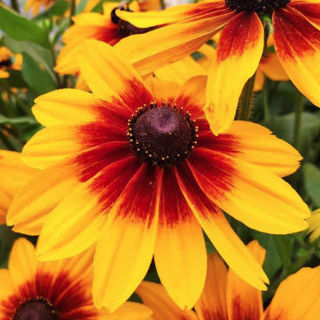 Picture of Rudbeckia Sunspot Yellow Bicolor