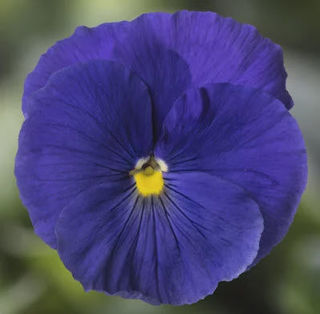 Picture of Pansy Delta Pro True Blue Clear