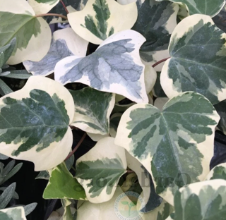 Picture of Ivy Algerian Variegated