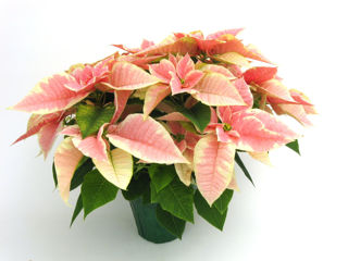 Picture of Poinsettia Christmas Joy Marble 